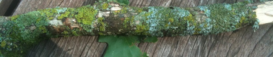 I was likin' the lichen...
(no, I didn't say licking)