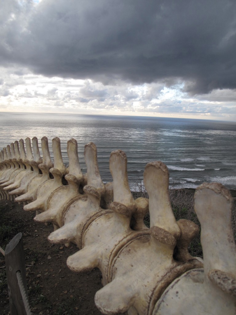 Whale Bones at Point Loma