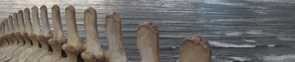 Whale Bones at Point Loma