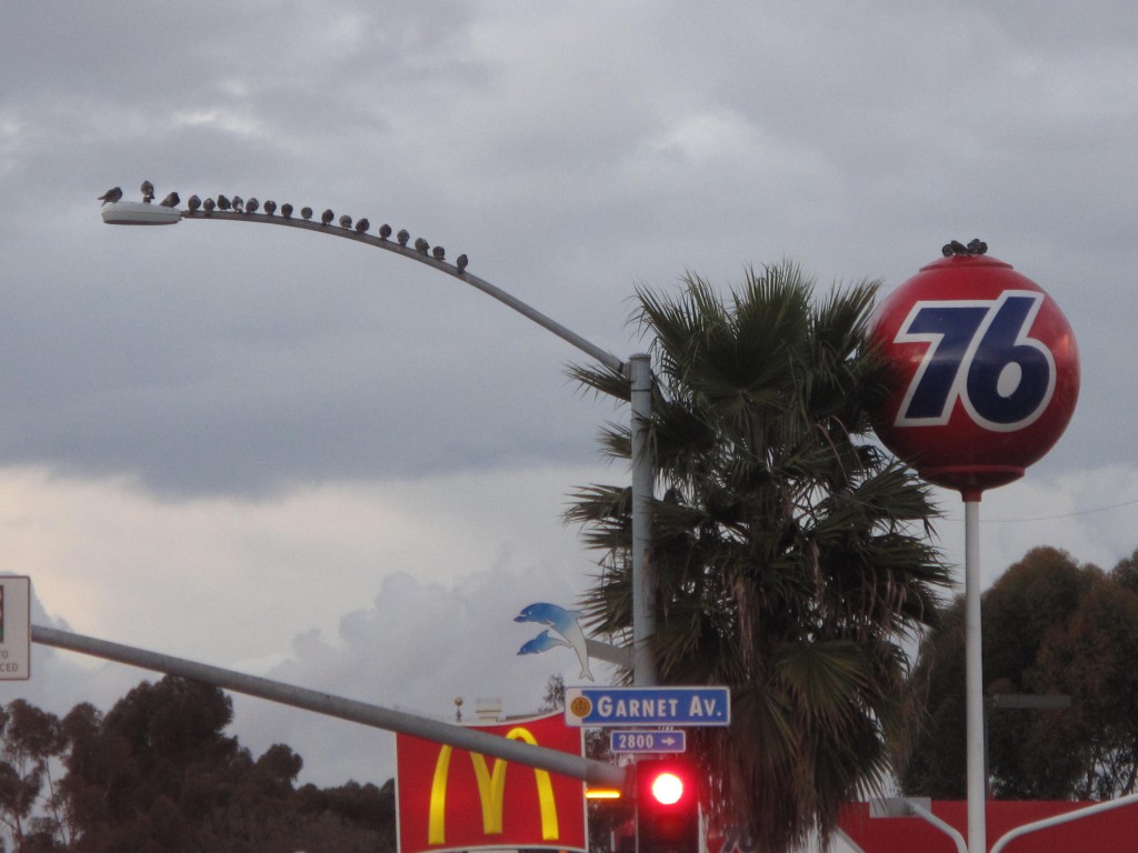 Birds.