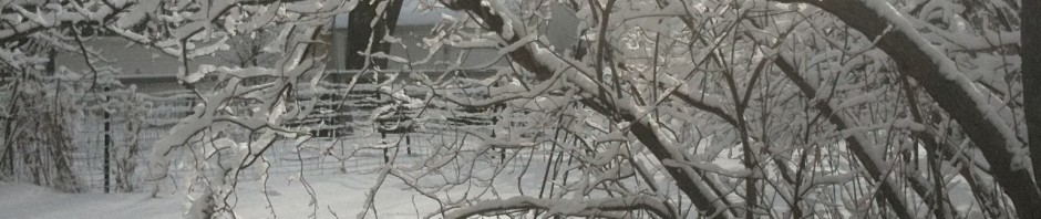 St Paul Snow Beauty
