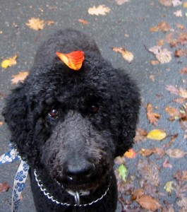 Atticus wears a leaf hat in NJ, 2012